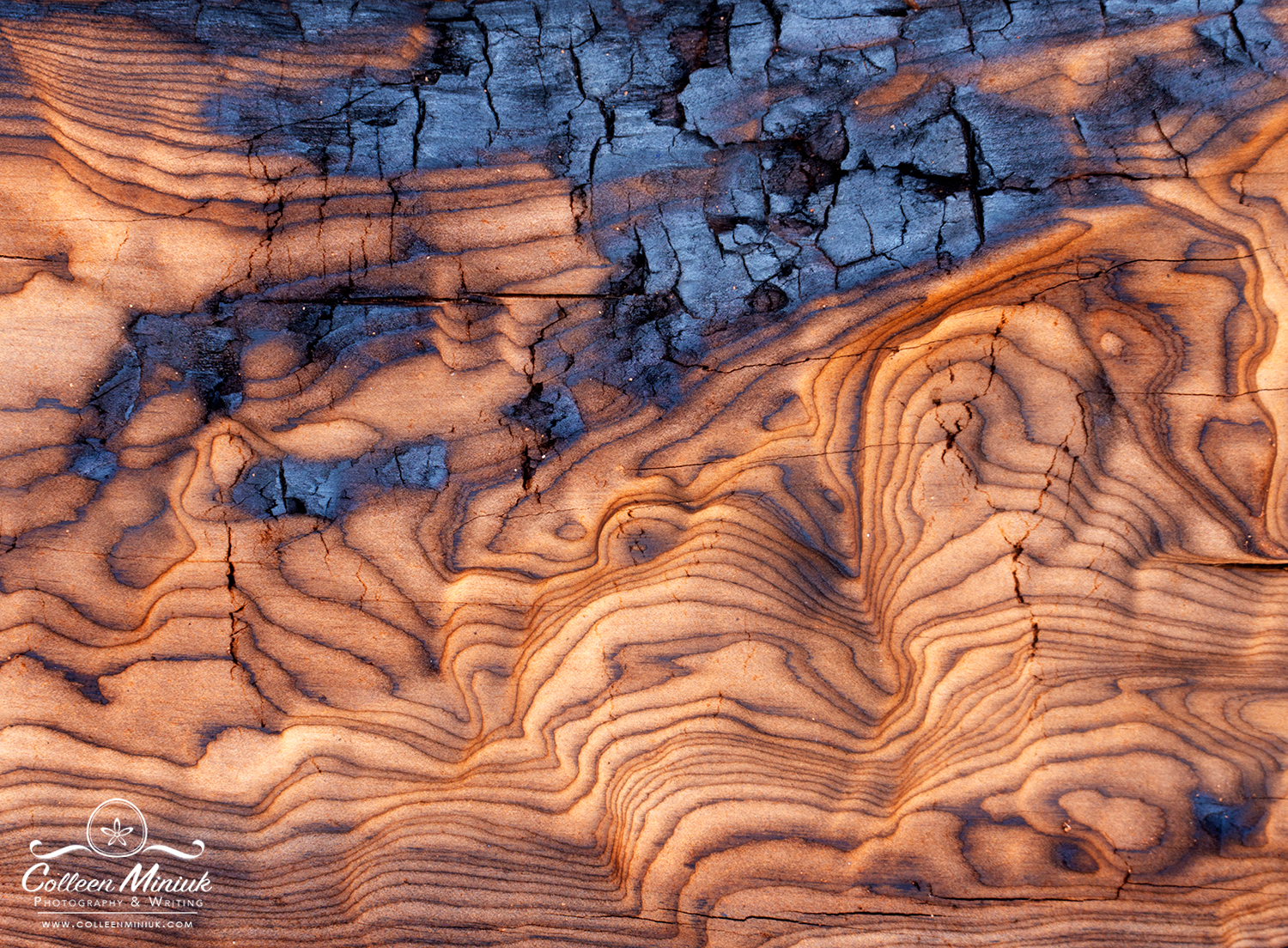 Abstract burned wood patterns left behind by the Fuller Fire (2016) in the Saddle Mountain Wilderness area in northern Arizona, USA