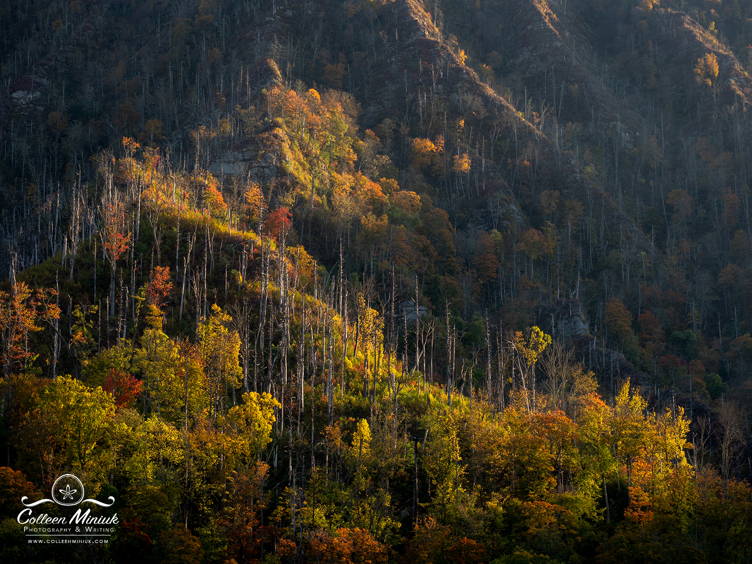 Trees displaying yellow and orange fall colors in the Great Smoky Mountains National Park, TN, USA