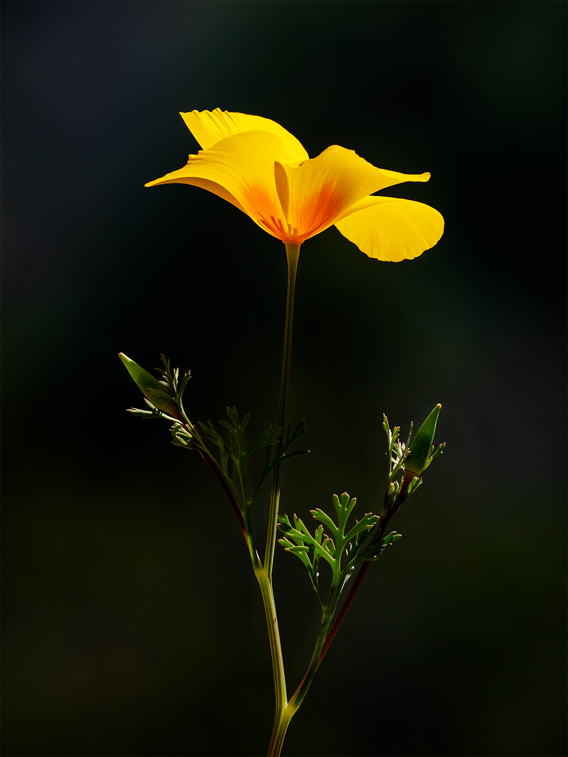 A single Mexican gold poppy