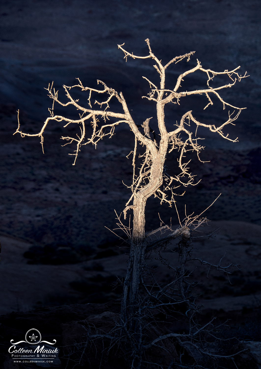 Bare tree illuminated by sun against dark canyon background