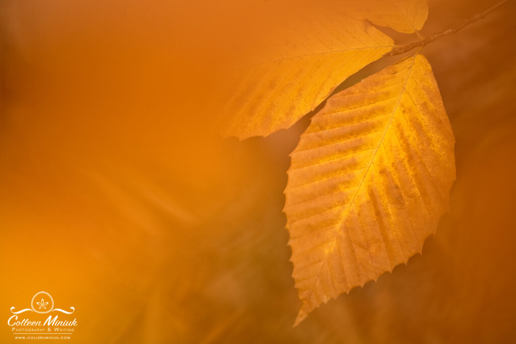 Close-up view of yellow beech leaves in autumn in Acadia National Park, ME, USA