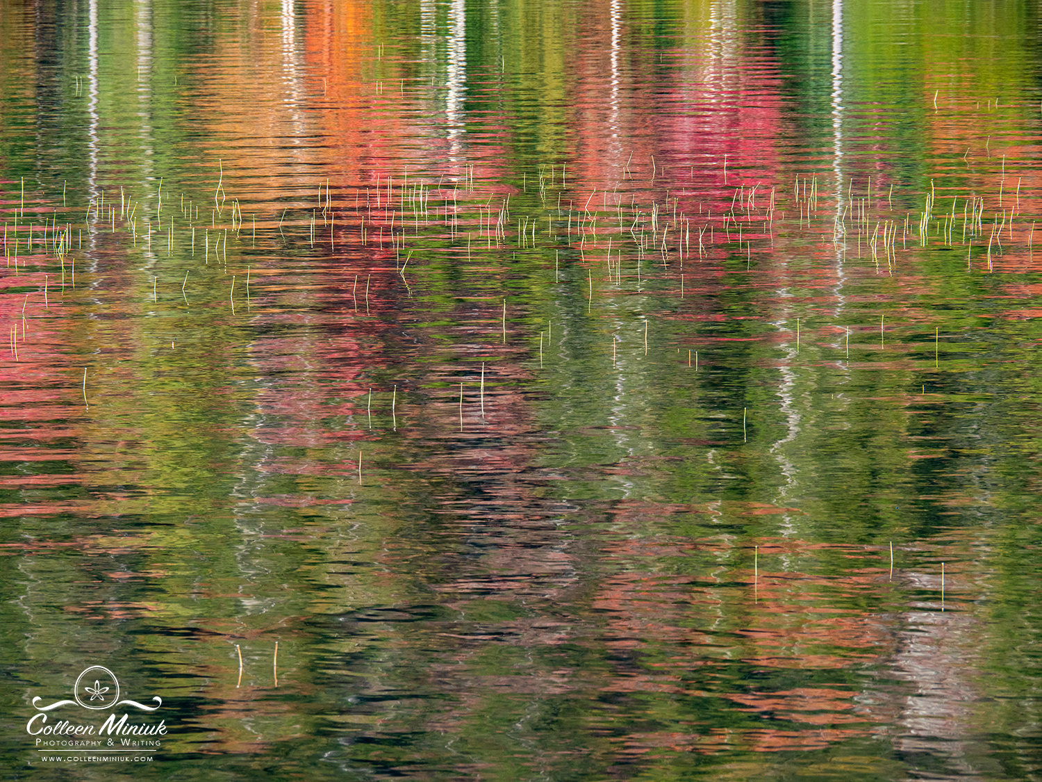 Grass and water reflections in Jordan Pond in Acadia National Park, ME