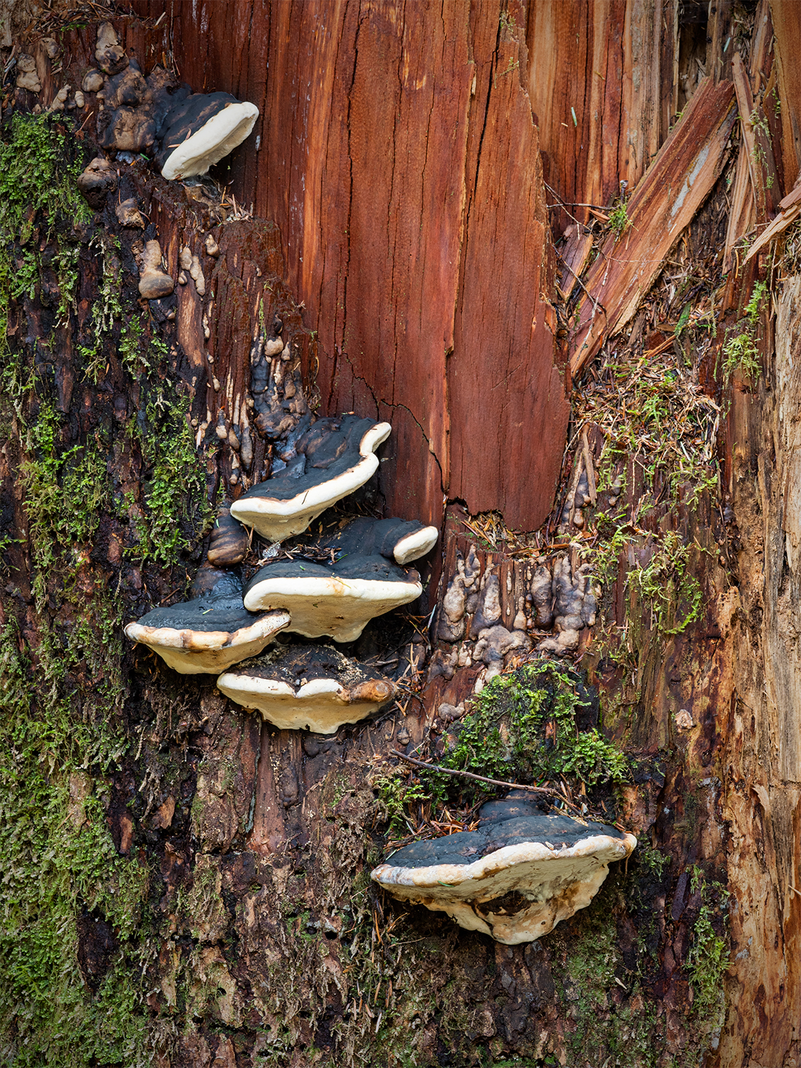 Fungi grows on a Douglas fir (Pseudotsuga menziesii) in Olympic National Park in Washington