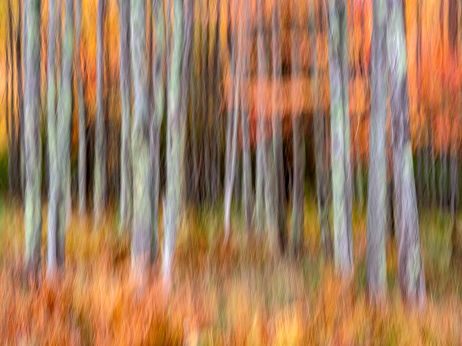 Impressionistic photographic of trees in a forest