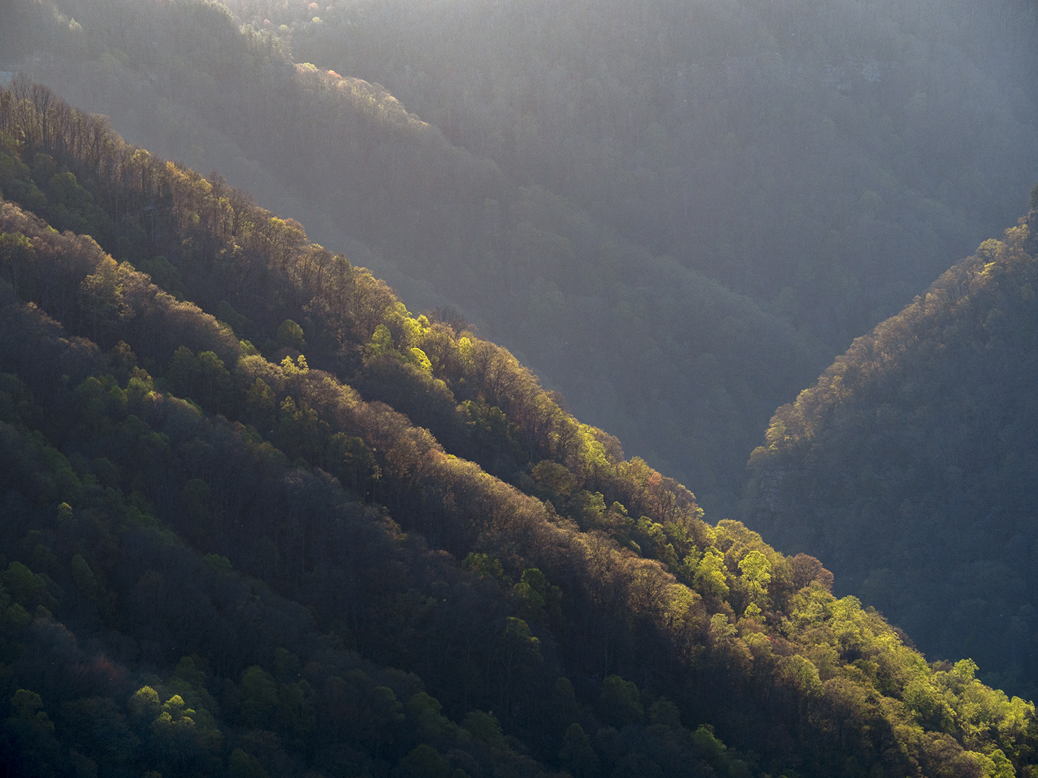New River Gorge walls covered in backlit trees in spring time