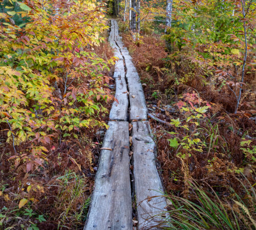 Wooden boardwalk through a forest in autumn in Acadia National Park in Maine