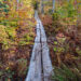 Wooden boardwalk through a forest in autumn in Acadia National Park in Maine