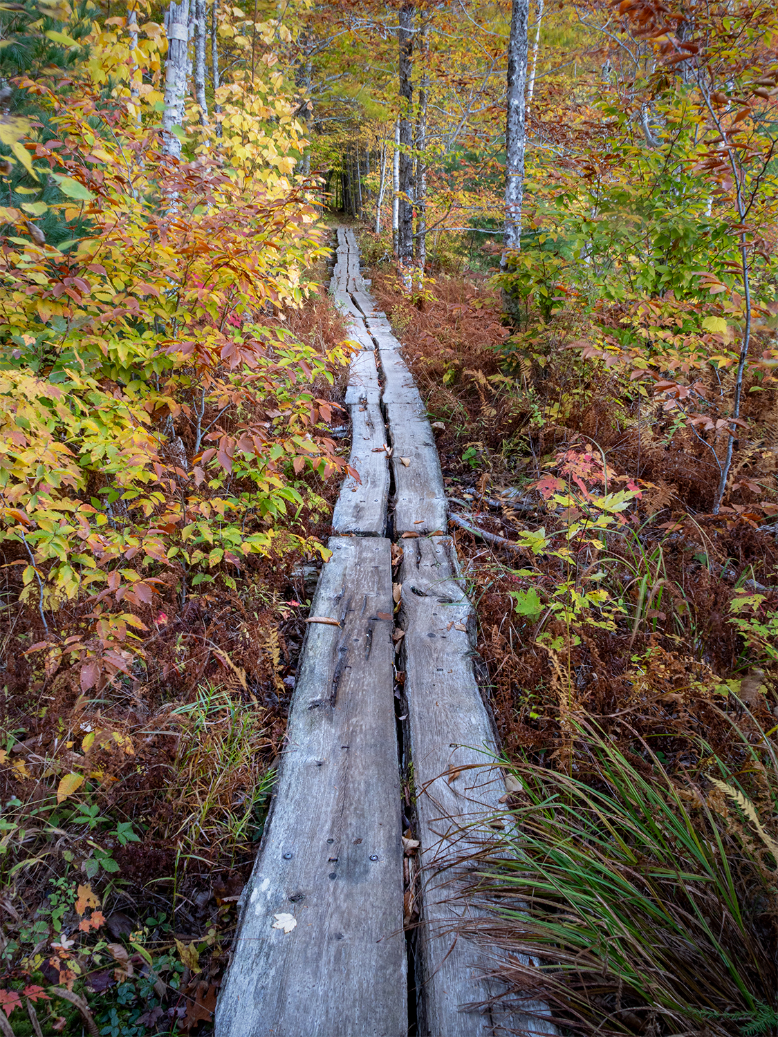 Wooden boardwalk through a forest in autumn in Acadia National Park in Maine